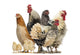 Group Hens Roosters and Wall Decal