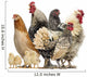 Group Hens Roosters and Wall Decal