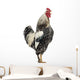 Side Brahma Rooster White Wall Decal