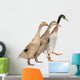 Three Ducks Race Wall Decal