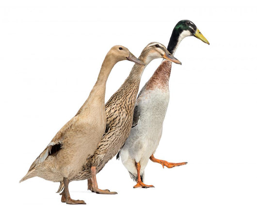 Three Ducks Race Wall Decal