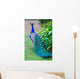 Close-up Portrait Beautiful Peacock Wall Decal