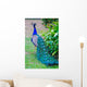 Close-up Portrait Beautiful Peacock Wall Decal