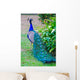 Close-up Portrait Beautiful Peacock Wall Decal