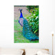 Close-up Portrait Beautiful Peacock Wall Decal