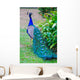 Close-up Portrait Beautiful Peacock Wall Decal