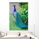 Close-up Portrait Beautiful Peacock Wall Decal