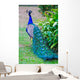 Close-up Portrait Beautiful Peacock Wall Decal