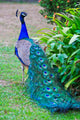 Close-up Portrait Beautiful Peacock Wall Decal