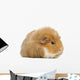Teddy Guinea Pig Wall Decal