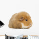 Teddy Guinea Pig Wall Decal