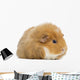 Teddy Guinea Pig Wall Decal