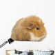 Teddy Guinea Pig Wall Decal