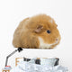 Teddy Guinea Pig Wall Decal
