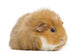 Teddy Guinea Pig Wall Decal