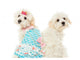 Two Sitting Maltese Dogs Wall Decal