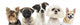 Close-up Dogs Row Wall Decal