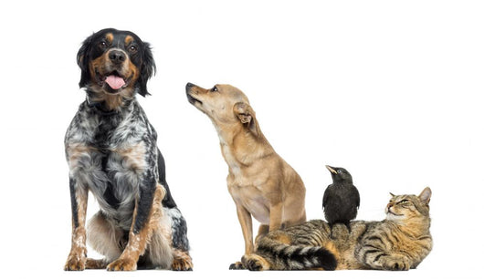Group Pets White Wall Decal