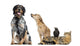 Group Pets White Wall Decal