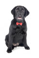 Black Lab Puppy Wall Decal Design 2