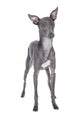 Italian Greyhound Blue Color Wall Decal