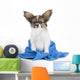 Papillon Puppy Towel Wall Decal