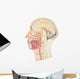 Cross Section Human Head Wall Decal