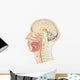 Cross Section Human Head Wall Decal