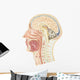 Cross Section Human Head Wall Decal