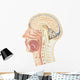 Cross Section Human Head Wall Decal