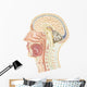 Cross Section Human Head Wall Decal