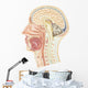 Cross Section Human Head Wall Decal