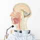 Cross Section Human Head Wall Decal