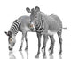 Two Zebras Wall Decal
