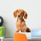 Dachshund Puppy Wall Decal