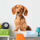 Dachshund Puppy Wall Decal