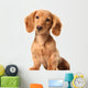 Dachshund Puppy Wall Decal