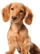 Dachshund Puppy Wall Decal