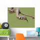 Grass Snake Natrix Natrix Wall Decal