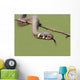 Grass Snake Natrix Natrix Wall Decal