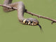 Grass Snake Natrix Natrix Wall Decal