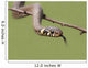 Grass Snake Natrix Natrix Wall Decal