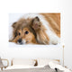 Sad Dog Wall Decal