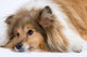 Sad Dog Wall Decal