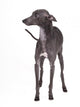 Italian Greyhound Gray Wall Decal