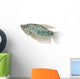 Blue Gourami Aquarium Fish Wall Decal