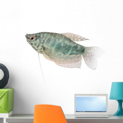 Blue Gourami Aquarium Fish Wall Decal shown on a wall