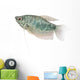 Blue Gourami Aquarium Fish Wall Decal