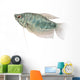 Blue Gourami Aquarium Fish Wall Decal