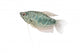 Blue Gourami Aquarium Fish Wall Decal